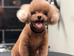 -小尾巴宠物店(万科·金域华庭店)