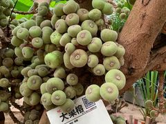 -呀路古热带植物园