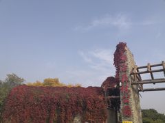 -塘沽森林公园