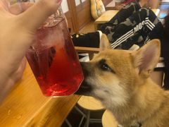 -豆柴町-柴犬主题狗咖(红鼎国际C座店)