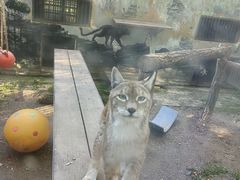-青藏高原野生动物园