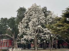 -北京市劳动人民文化宫(太庙)