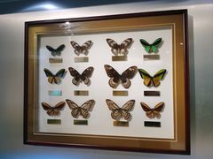 -上海昆虫博物馆