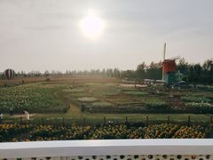 -荷兰花海
