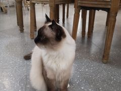-共舞时光猫咖·狗咖(新街口店)