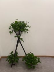 -皇族养心堂·净痘·修敏·御颜