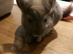 小龙猫-藦茜花园宠物主题亲子互动体验馆(国顺东路店)