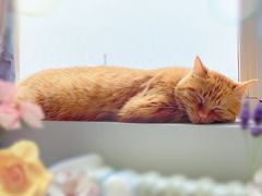 -北京恒爱动物医院(清景园分院)