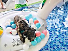 -BABYDOG宝贝狗宠物乐园(欧洲城店)