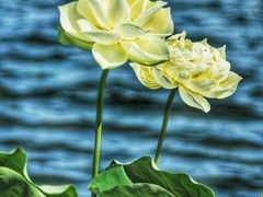 -莲花池公园