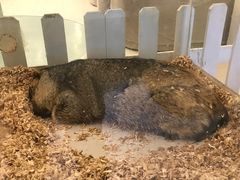 -怪兽屋·羊驼·猫咖·狗咖(俊华广场店)