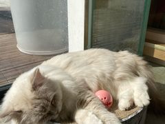 -瞄一喵猫咖(格力海岸店)