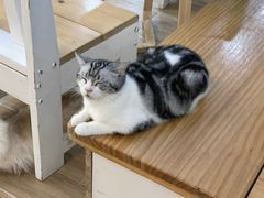 -李小姐の猫咖啡馆(五角场店)