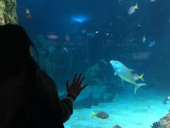 -悉尼海洋生物水族馆