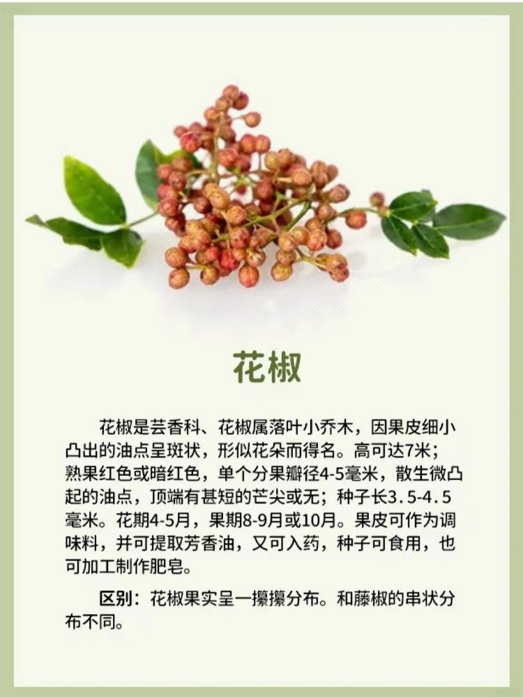 花椒麻椒的区别