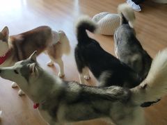 -Husky Go! 哈士奇体验馆·宠物咖啡厅狗咖