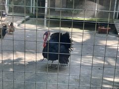 -亚龙湾热带天堂森林公园