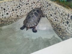 -上海大自然野生昆虫馆(东方明珠·爬宠昆虫探索中心)