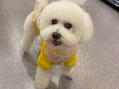 -BABIT巴比特宠物(MOMOPARK店)