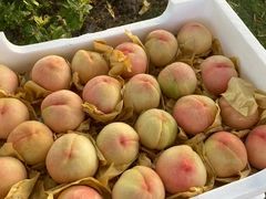 -南汇新场正宗水蜜桃采摘