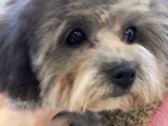 -翊宠yipet猫狗购宠庄园犬舍•猫舍