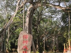 -瑞丽独树成林风景区