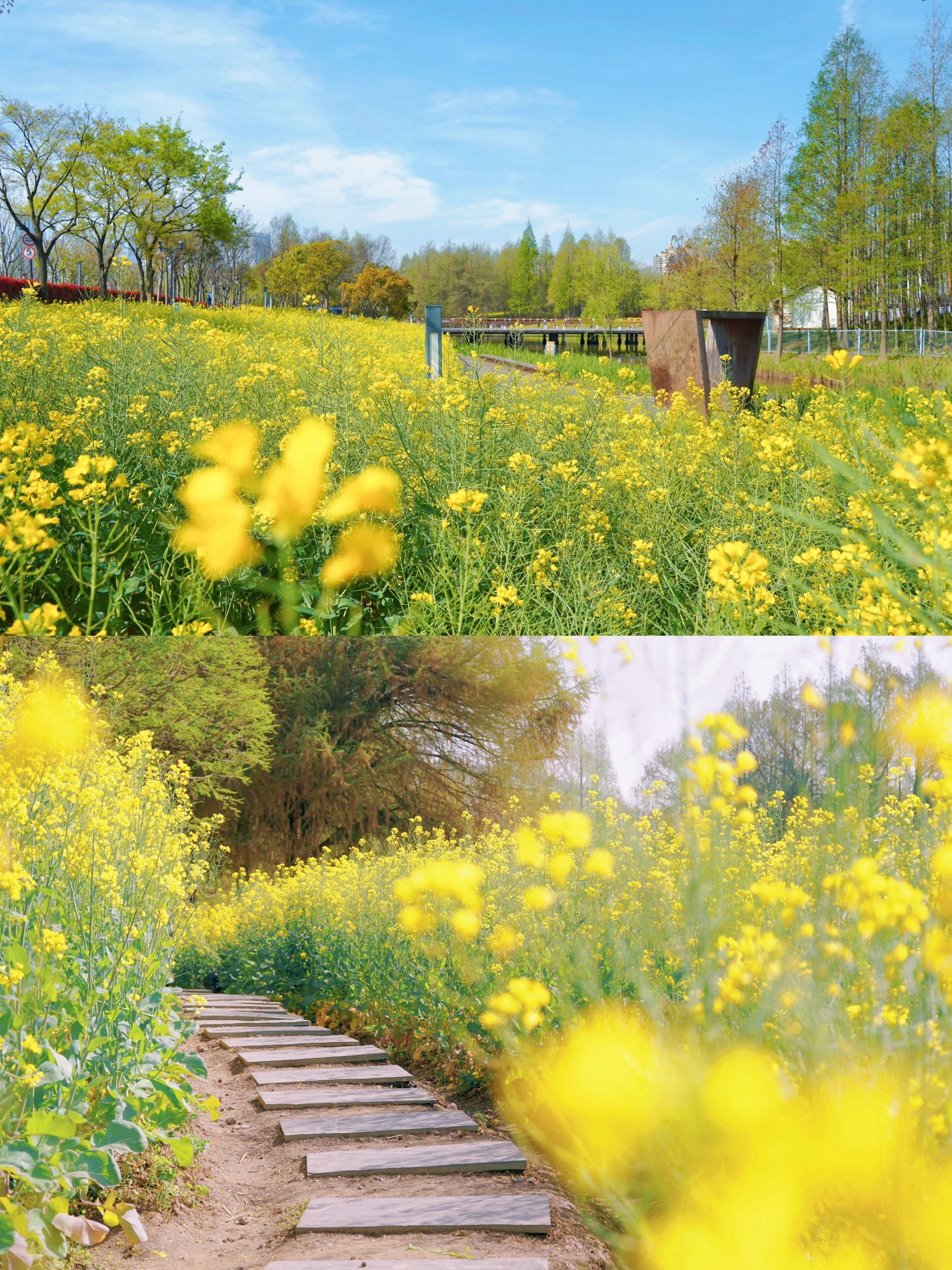 后滩湿地公园的油菜花海