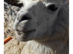 -新疆天山野生动物园