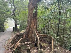 -太平山顶