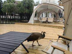 -J Create城市露营咖啡·简餐·宠物(上海动物园店)