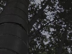 -杭州植物园
