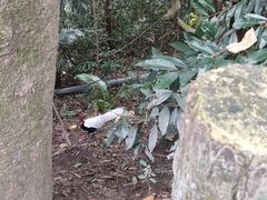 -鼎湖山风景区