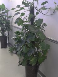 -成都军建医院·医疗整形