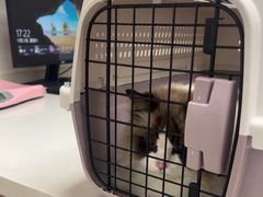 -艾贝尔宠物医院 ·中兽医·宠保定点(北门桥店)