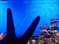 -芜湖新华联大白鲸海洋公园