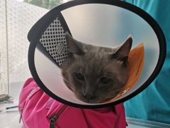 -荔康动物医院(康王北路店)