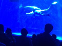 -芜湖新华联大白鲸海洋公园