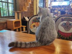 -more than meow吴止猫主题餐厅(承德 中船汇店)