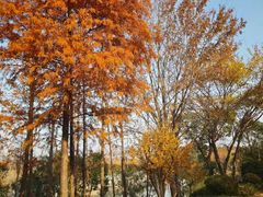 -上海长兴岛郊野公园