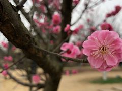 -秀丽东方