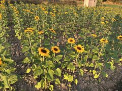 -桤木河湿地公园