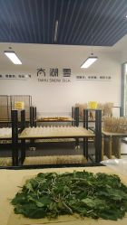 -太湖雪蚕桑文化园