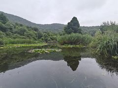 -习家池