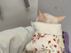 -康成宠物医院24H·CT·核磁共振