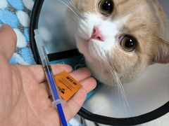 -创凡宠物医院·骨专科  猫科中心(西乡分院)