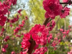 -南汇桃花村