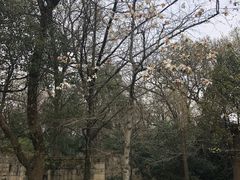 -灵谷景区