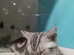 -糯米喵星人总部直营旗舰店·猫舍·幼猫出售