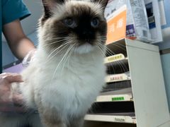 -纳吉亚猫专科动物诊疗中心(蒋宅口分院)