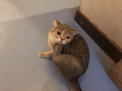 -猫色咖啡·猫咖